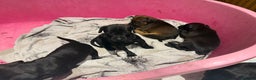 Mixed Breed dogs for sale: Patterdale terrier x cocker spaniel puppy’s  - Advert 9