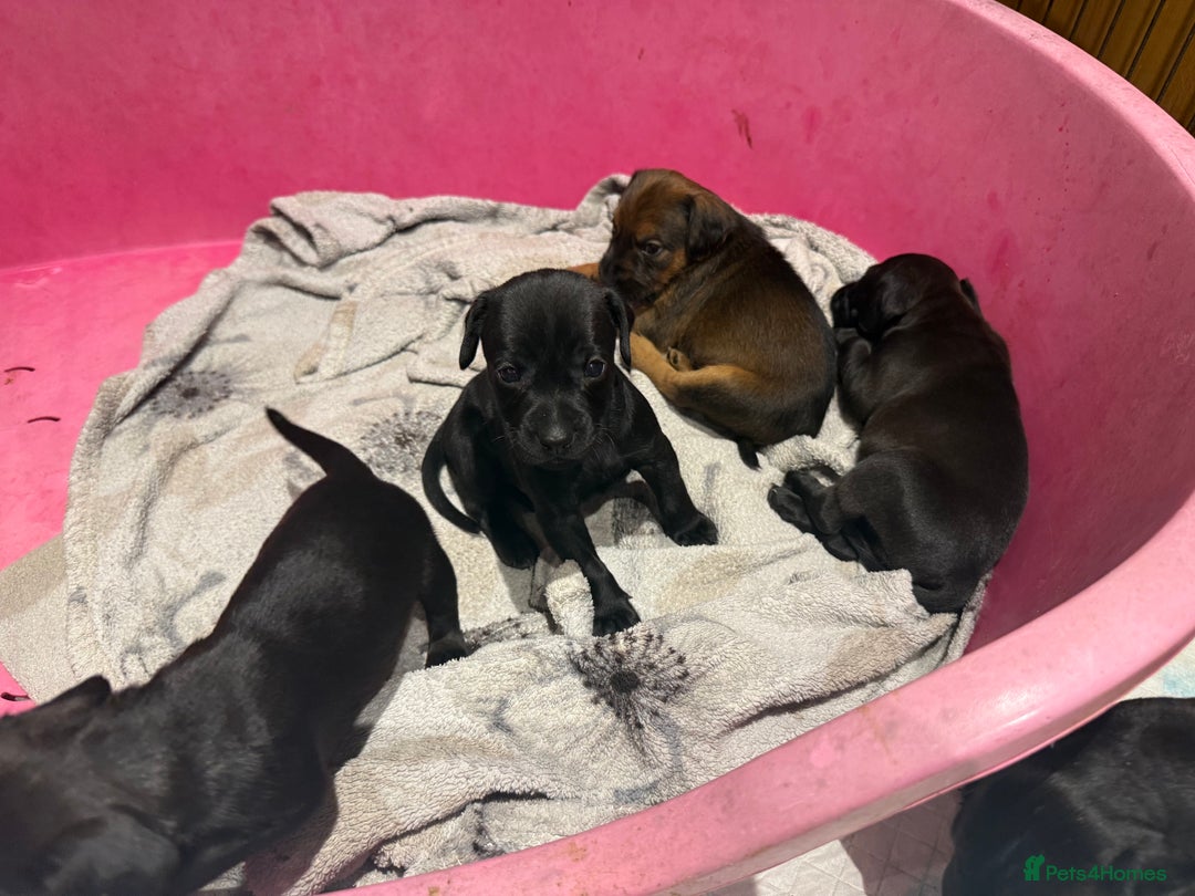 Mixed Breed dogs for sale: Patterdale terrier x cocker spaniel puppy’s  - Advert 9