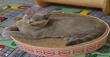 British Shorthair cats - Advert 11