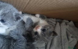 British Shorthair cats for sale: Adorable British Shorthair x Persian Kittens  - Image 30