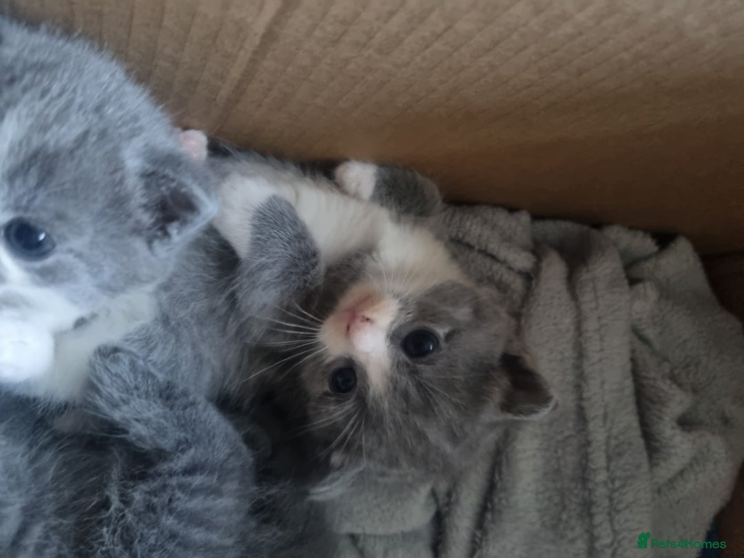 British Shorthair cats for sale: Adorable British Shorthair x Persian Kittens  - Image 30