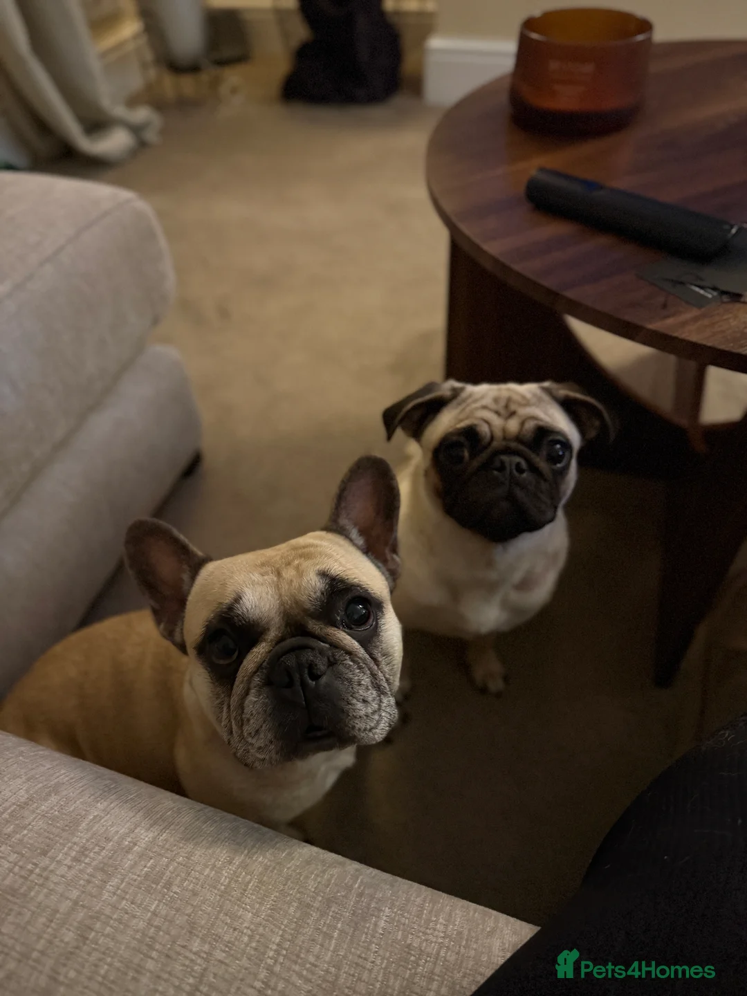 French Bulldog dogs for sale: French Bulldog 5/6 Years Old Loving & Well Trained in Bangor - Advert 2
