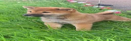 Japanese Shiba Inu dogs for sale: Japan Shiba inu  - Advert 3