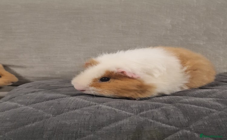 Guinea Pig rodents - Advert 2