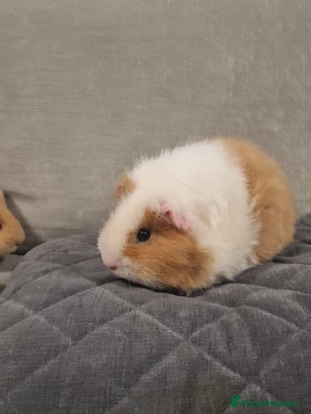 Guinea Pig rodents - Advert 13