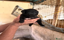 Mixed Breed dogs for sale: 10 Bedlington Whippet Puppies - 6 DOGS 4 BITCHES - Image 8