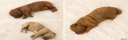 Poochon dogs for sale: Poochon Puppies  - Advert 27