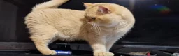 British Shorthair cats for stud: BSH registed proven stud - Advert 14