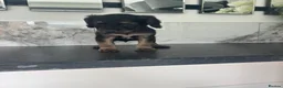 Cavapoo dogs for sale: Hybrid F1 toy Cavapoo puppies - Advert 7