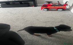 Rottweiler dogs for sale: Selling an 11 weeks old Rottweiler puppy. - Advert 6
