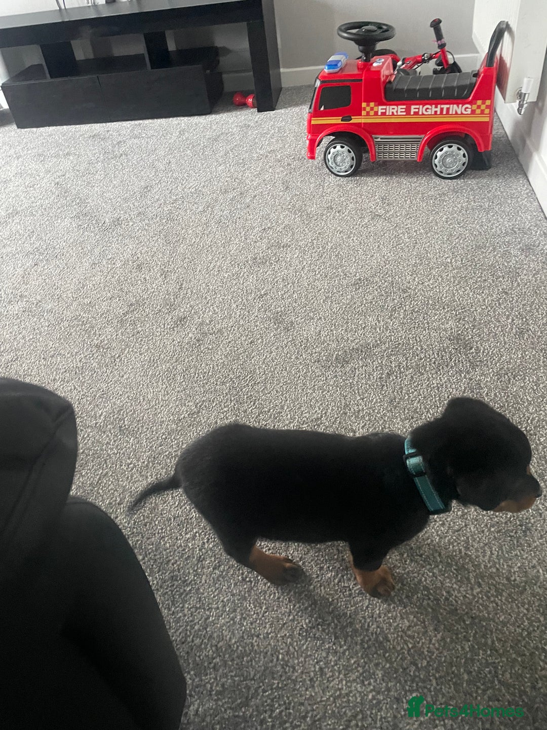 Rottweiler dogs for sale: Selling an 11 weeks old Rottweiler puppy. - Advert 6