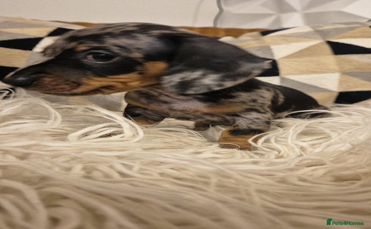 Miniature Dachshund dogs Looking for their forever 🏡 - Advert 13
