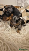 Miniature Dachshund dogs Looking for their forever 🏡 - Advert 10