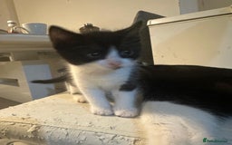 British Shorthair cats for sale: British Shorthair x Striped Tabby Kittens –2 Males - Image 25