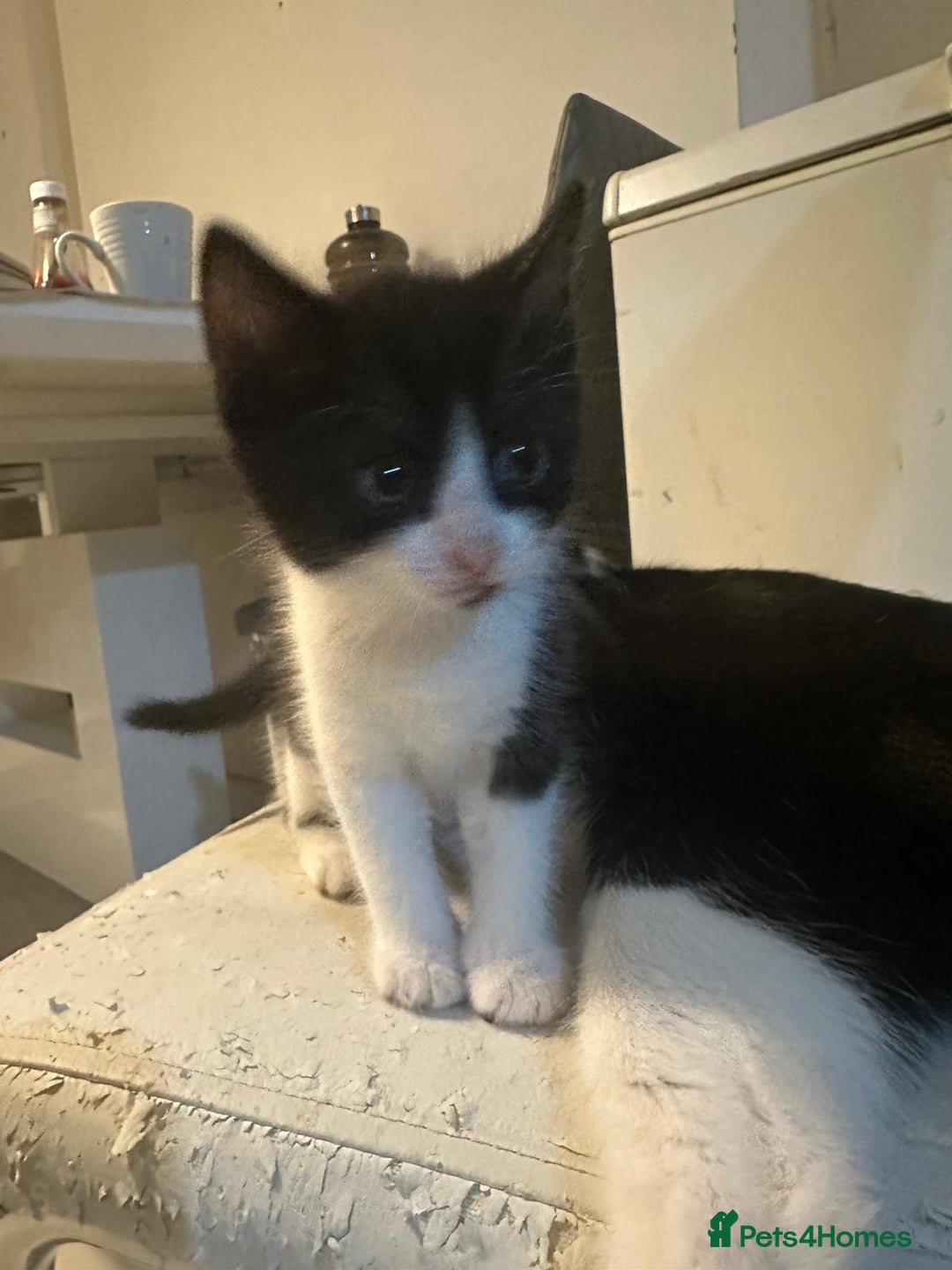 British Shorthair cats for sale: British Shorthair x Striped Tabby Kittens –2 Males - Image 25