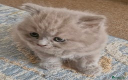 British Shorthair cats for sale: Beautiful BSH (2 Males & 2 Females, Blue & Lilac) - Image 20