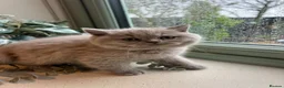British Shorthair cats for sale: Lilac British Shorthair Boy - Advert 4