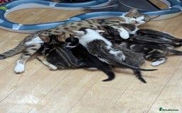 Mixed Breed cats for sale: Mixed breed kittens - available immediately  - Image 2