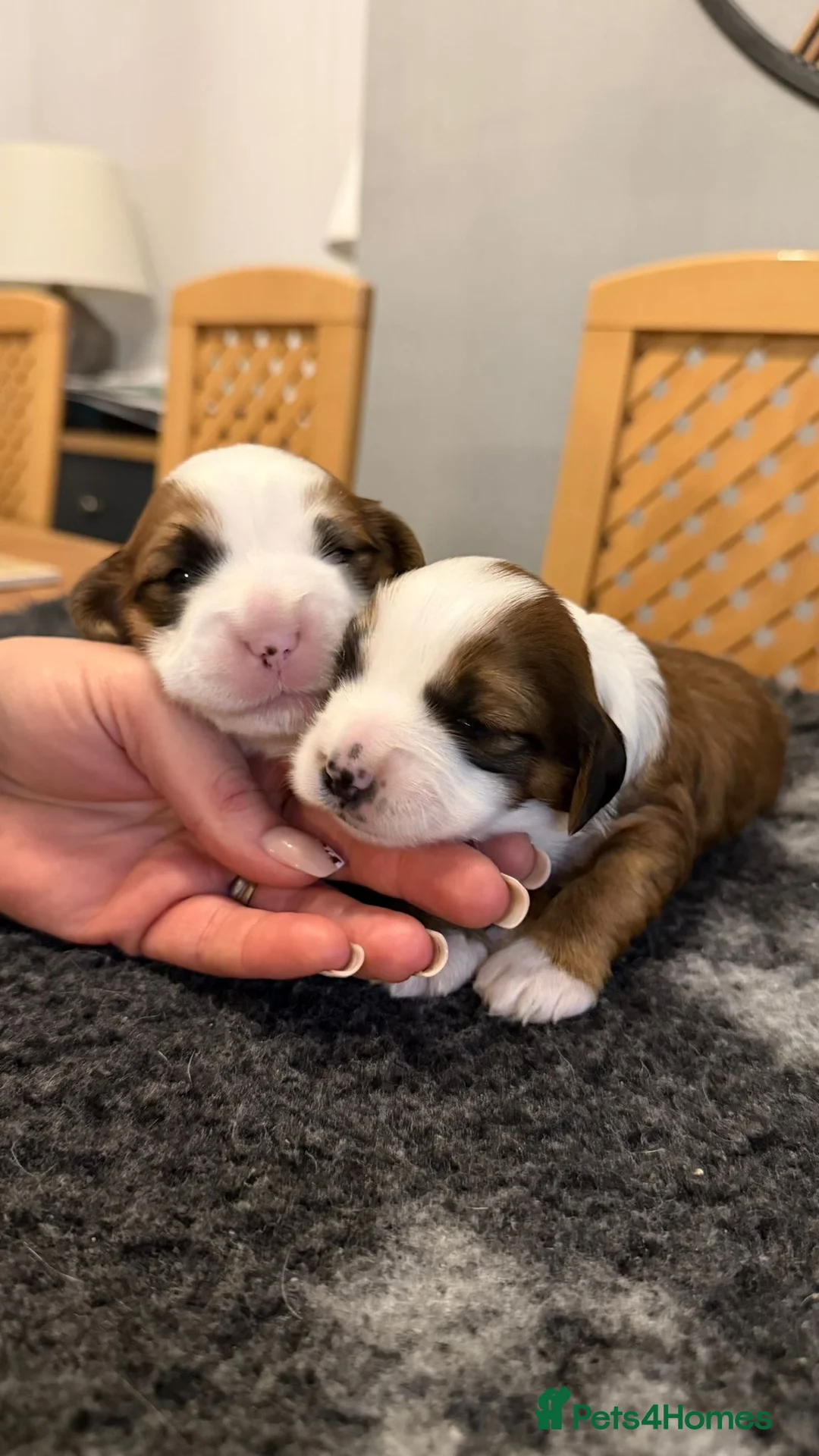 Tibetan Terrier dogs for sale: Kennel club registered Tibetan terrier puppies  - Advert 8