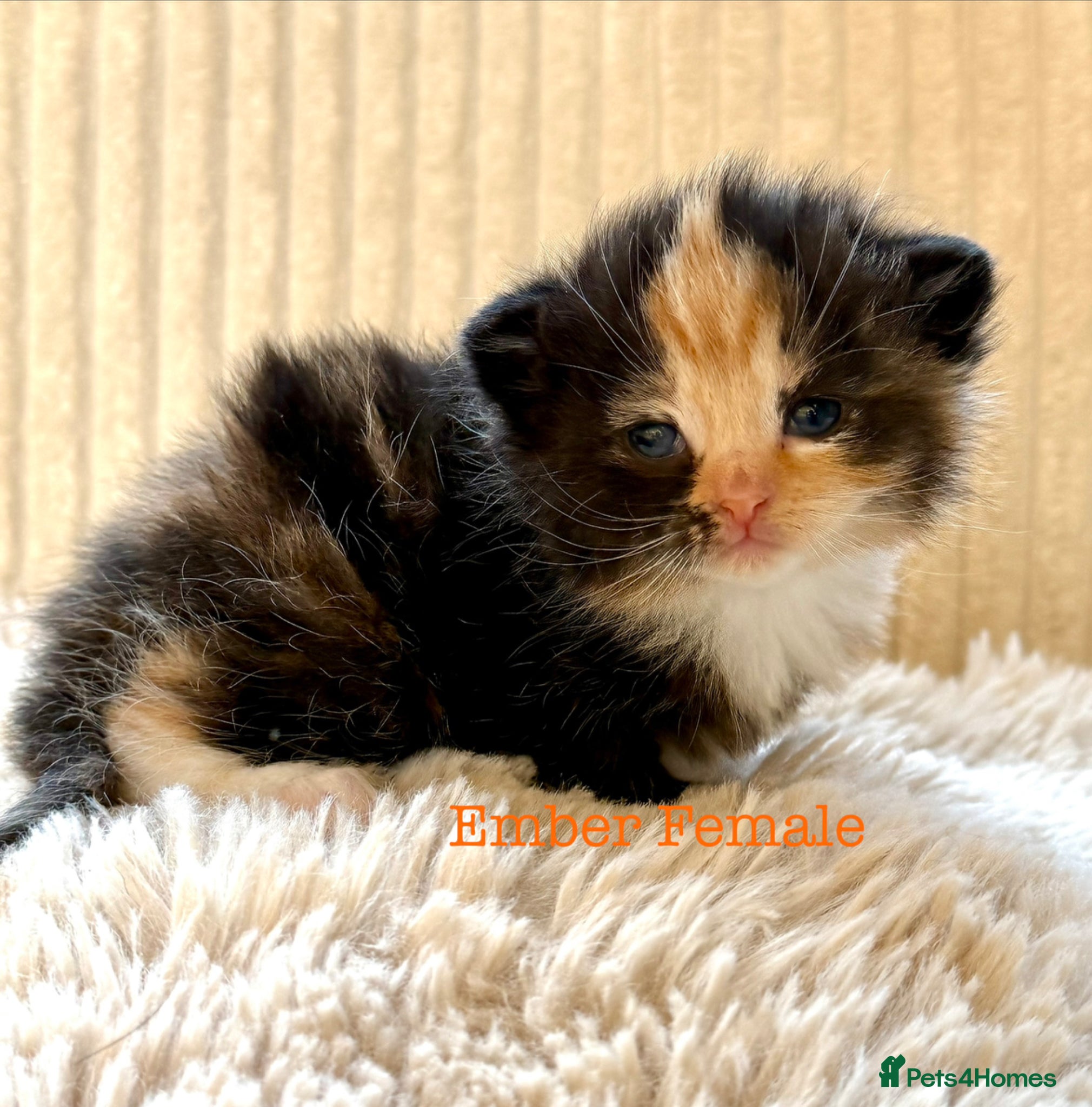 Maine Coon cats Beautiful Maine coon babies - Advert 3
