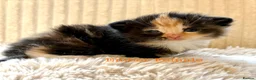 Maine Coon cats for sale: Beautiful Maine coon babies - Advert 1