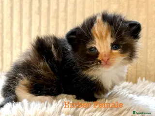 Maine Coon cats Beautiful Maine coon babies - Advert 2