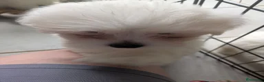 Lhasa Apso 5 girl