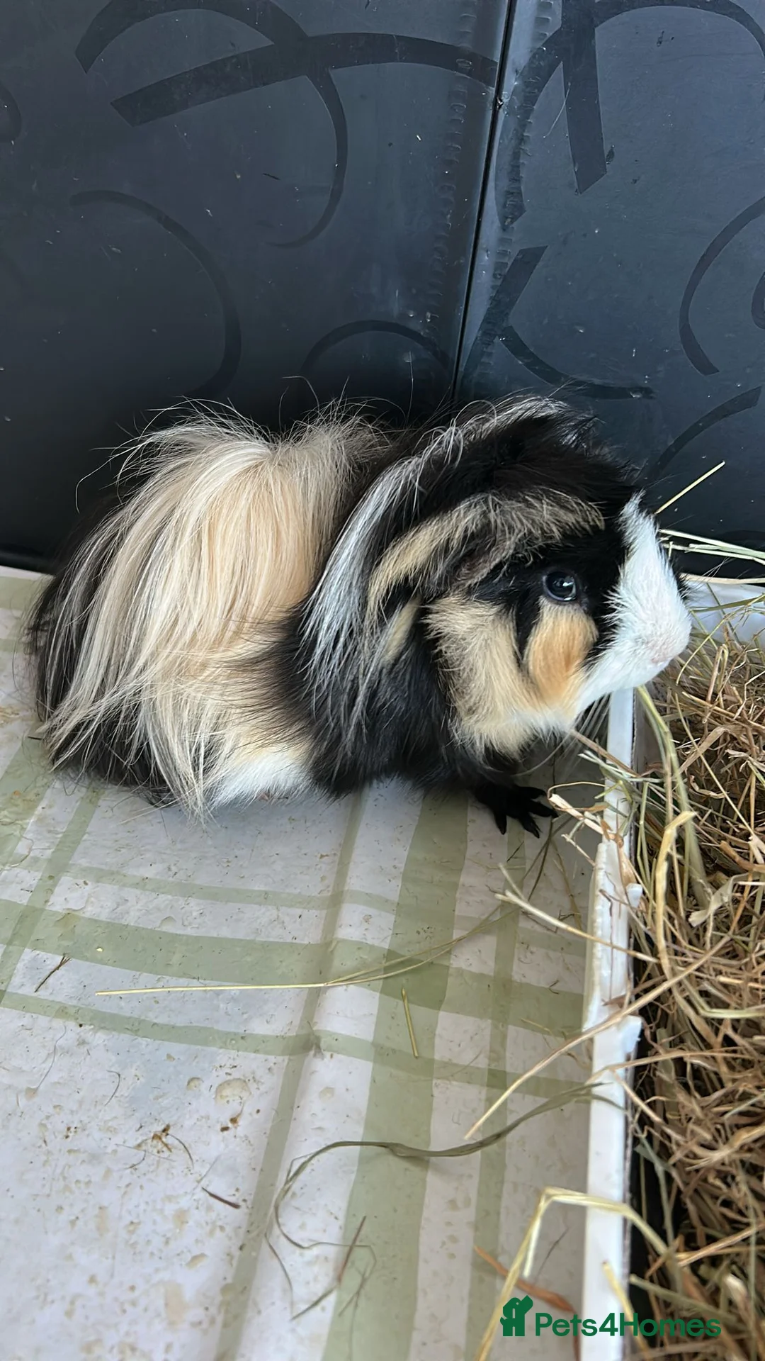 Guinea Pig rodents for sale: Cookie and Oreo   - Advert 2