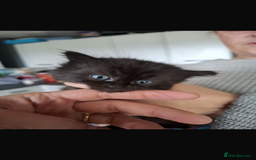 Mixed Breed cats for sale: Female kitten - Image 2