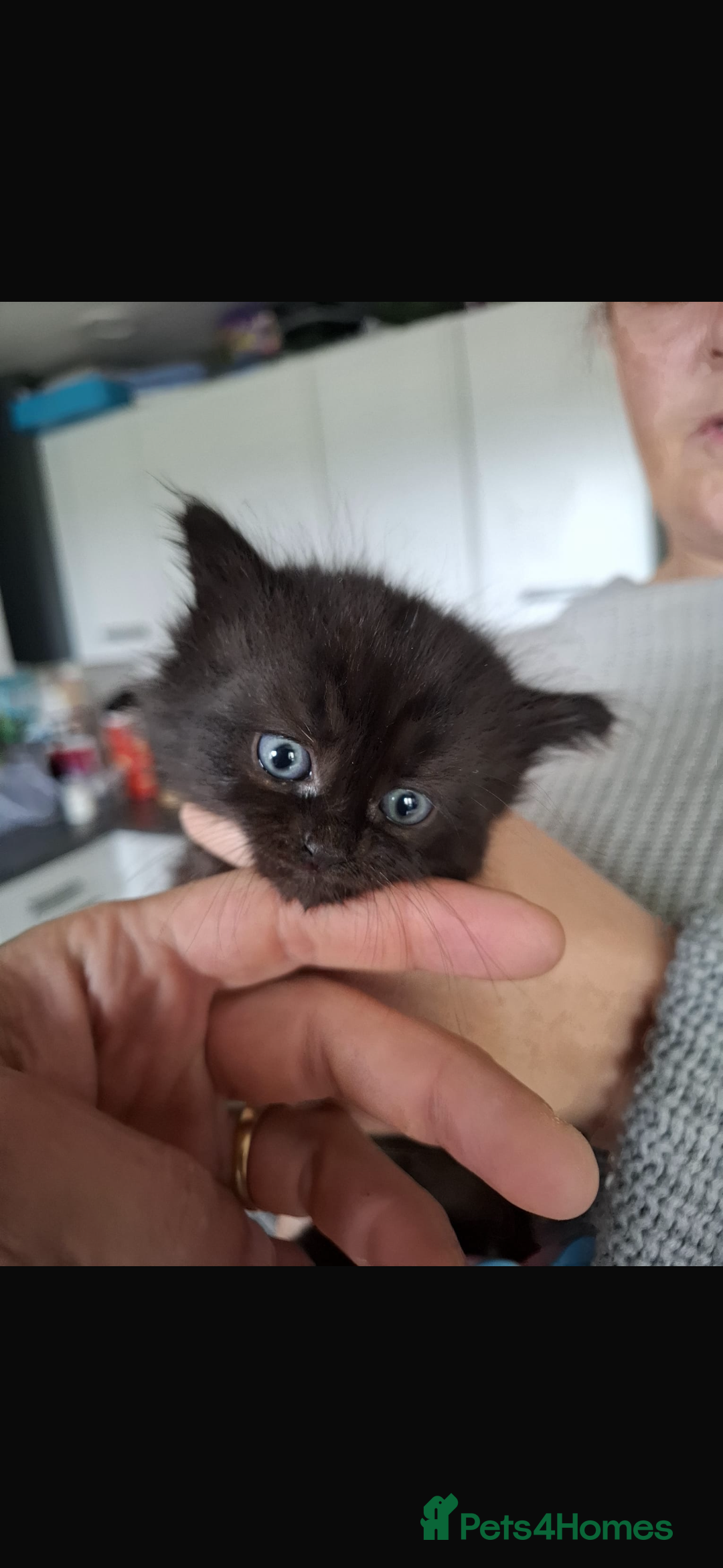 Mixed Breed cats for sale: Female kitten - Image 2