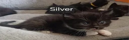 Mixed Breed cats for sale: Cute kittens wanting a loving home in 3 weeks - Advert 7