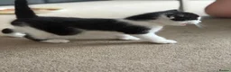 Mixed Breed cats for sale: Beautiful kittens for sale - Advert 5