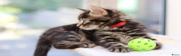 Mixed Breed cats for sale: Tabby Kittens Ready SOON - Advert 18