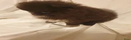 Pomeranian dogs for sale: Pomeranian puppies ready now - Advert 16
