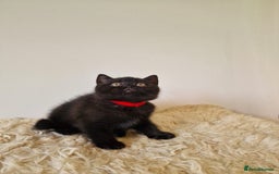 British Shorthair cats for sale: British Shorthair kittens  - Image 11