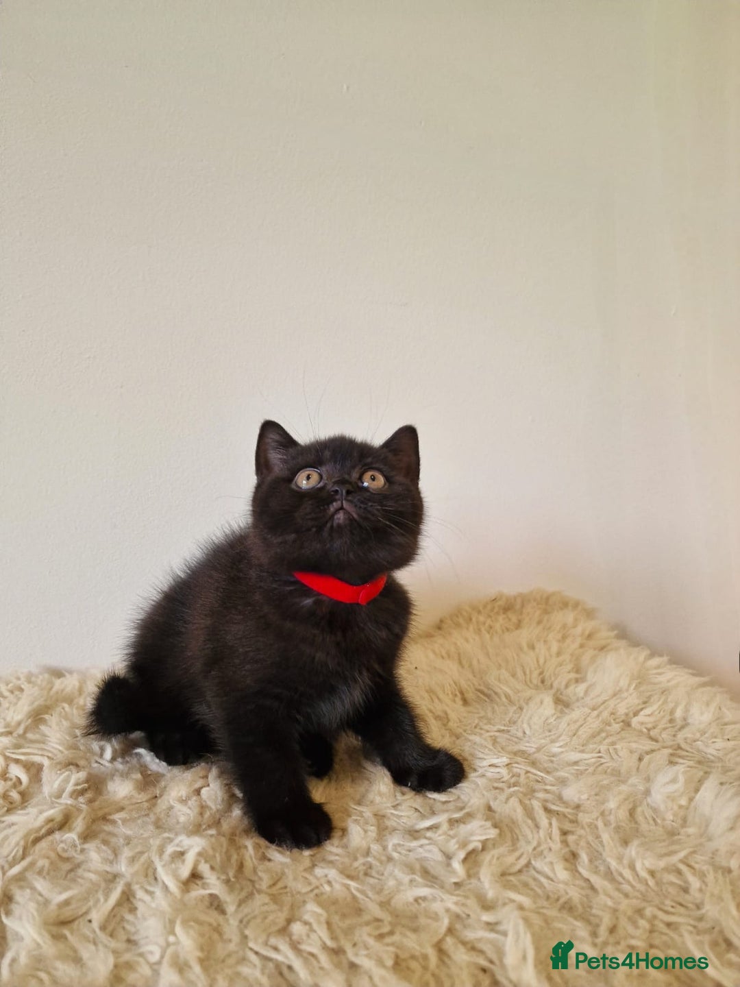 British Shorthair cats for sale: British Shorthair kittens  - Image 11