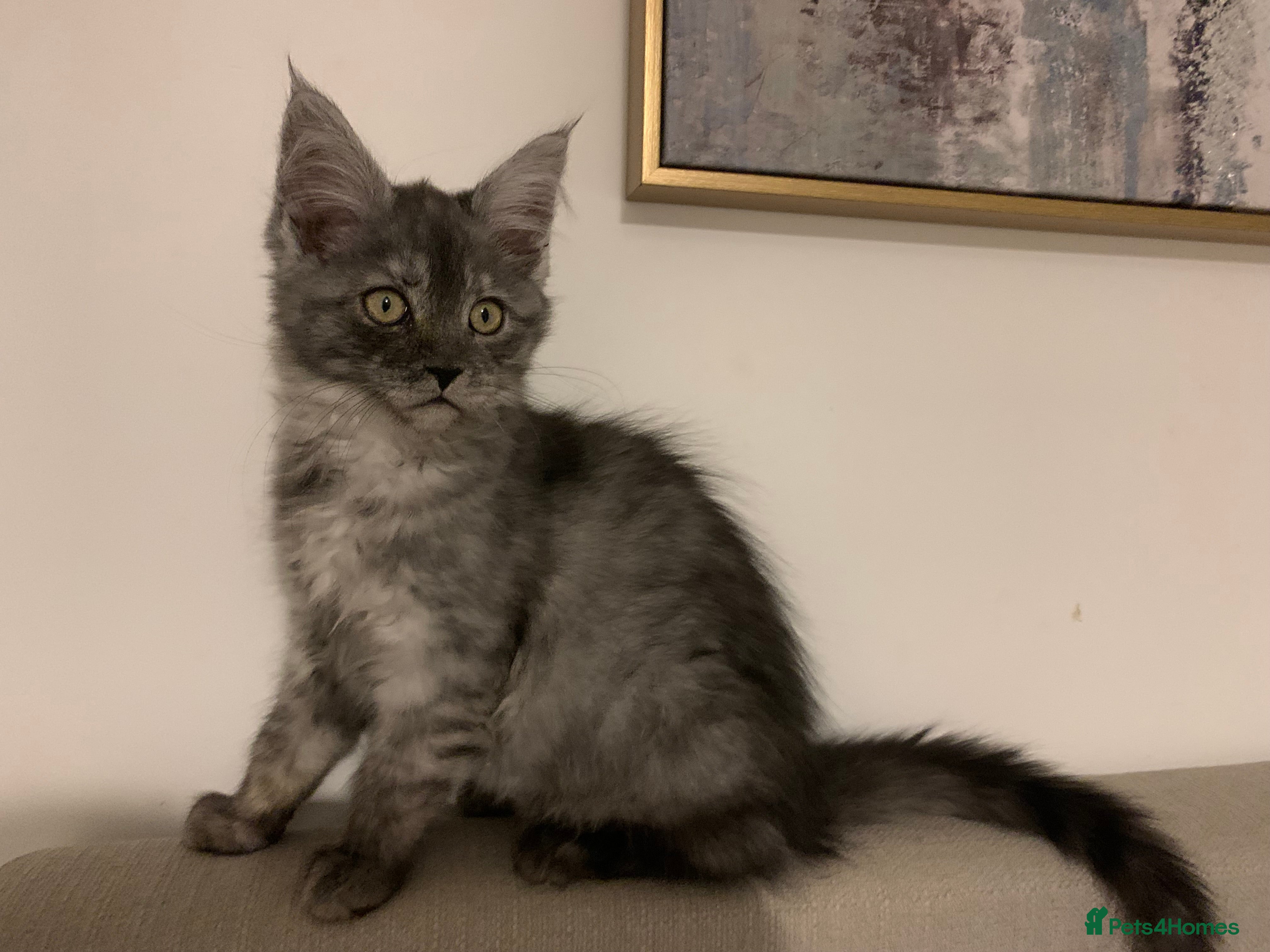 Maine Coon cats Stunning championship Maine coons for sale - Advert 11