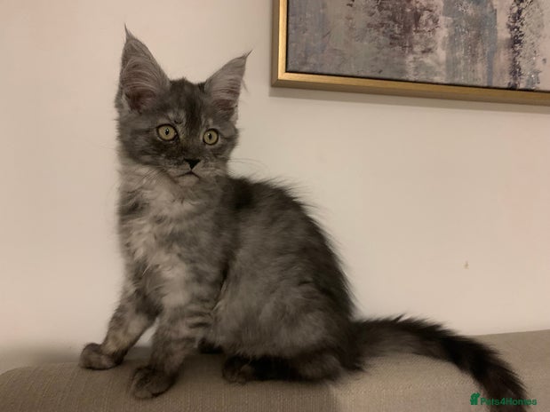 Maine Coon cats Stunning championship Maine coons for sale - Advert 9