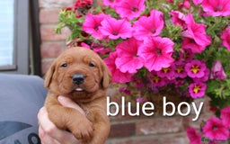 Labrador Retriever dogs for sale: KC REG FOX RED LABRADOR PUPPIES - Image 11