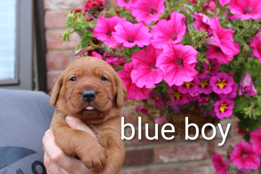 Labrador Retriever dogs for sale: KC REG FOX RED LABRADOR PUPPIES - Image 11