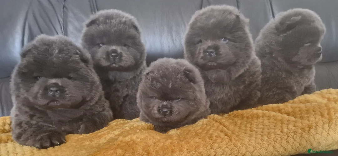 Chow Chow dogs for sale: blue kc registered chow chow puppies - Advert 1