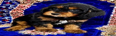 Cavapoo 6