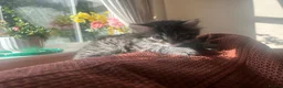 Mixed Breed cats for sale: Stunning Maine cross for sale  - Advert 7