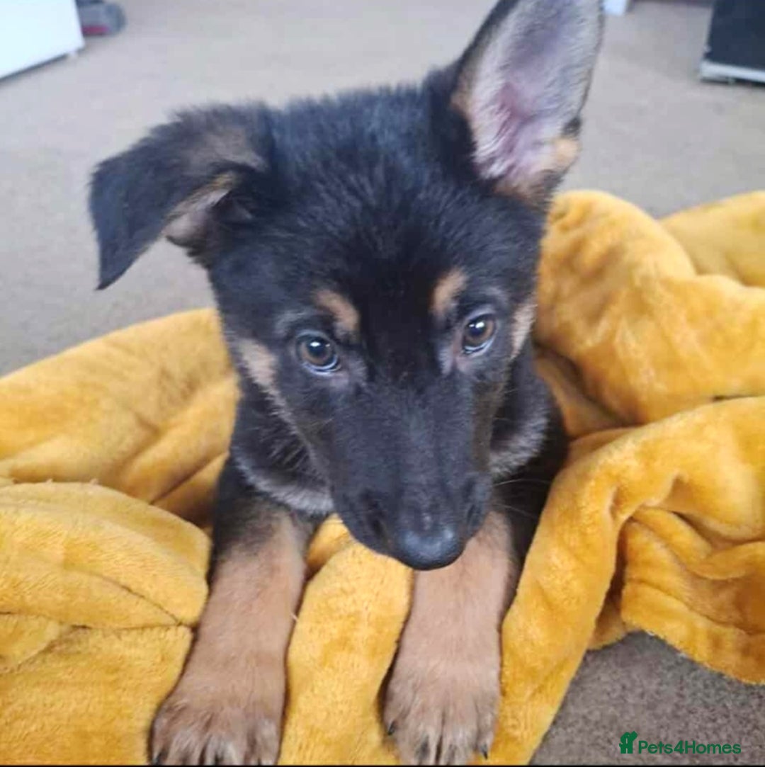 German Shepherd dogs for sale: BEAUTIFUL GERMAN SHEPHERD PUPS READY NOW - Image 38