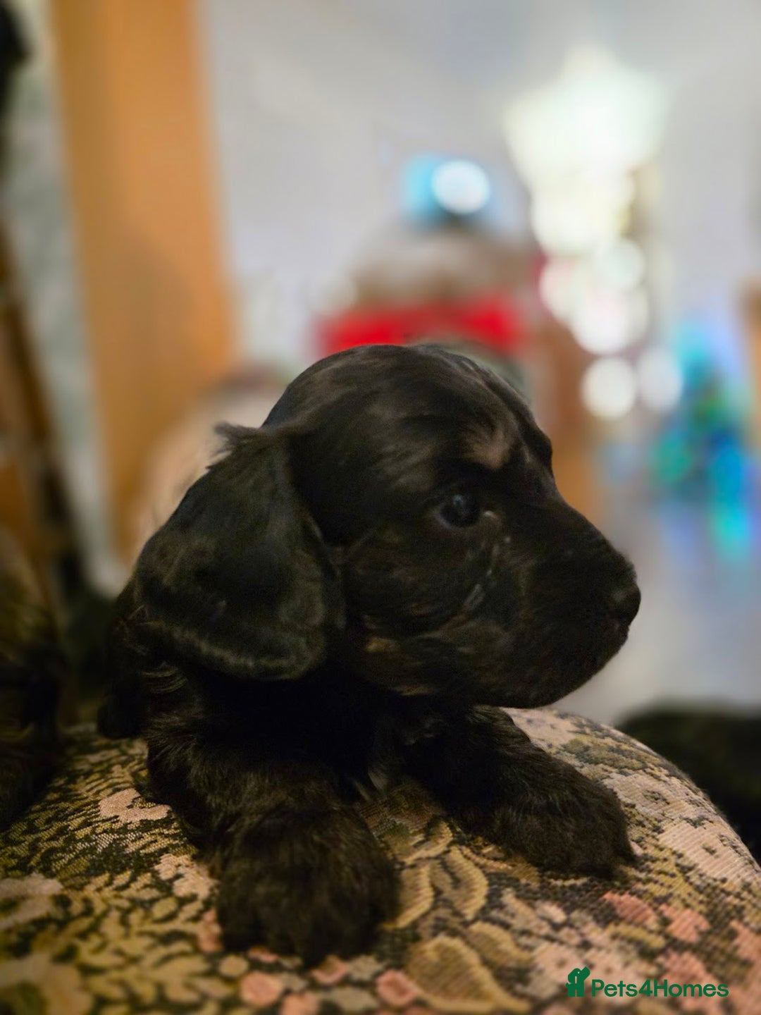 Mixed Breed dogs for sale: Miniature Dachshund x Bichon Havanese Puppies - Advert 11