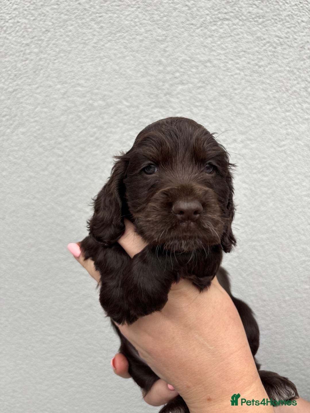 Cocker Spaniel dogs for sale: beautiful KC show cocker spaniel puppies  - Image 8