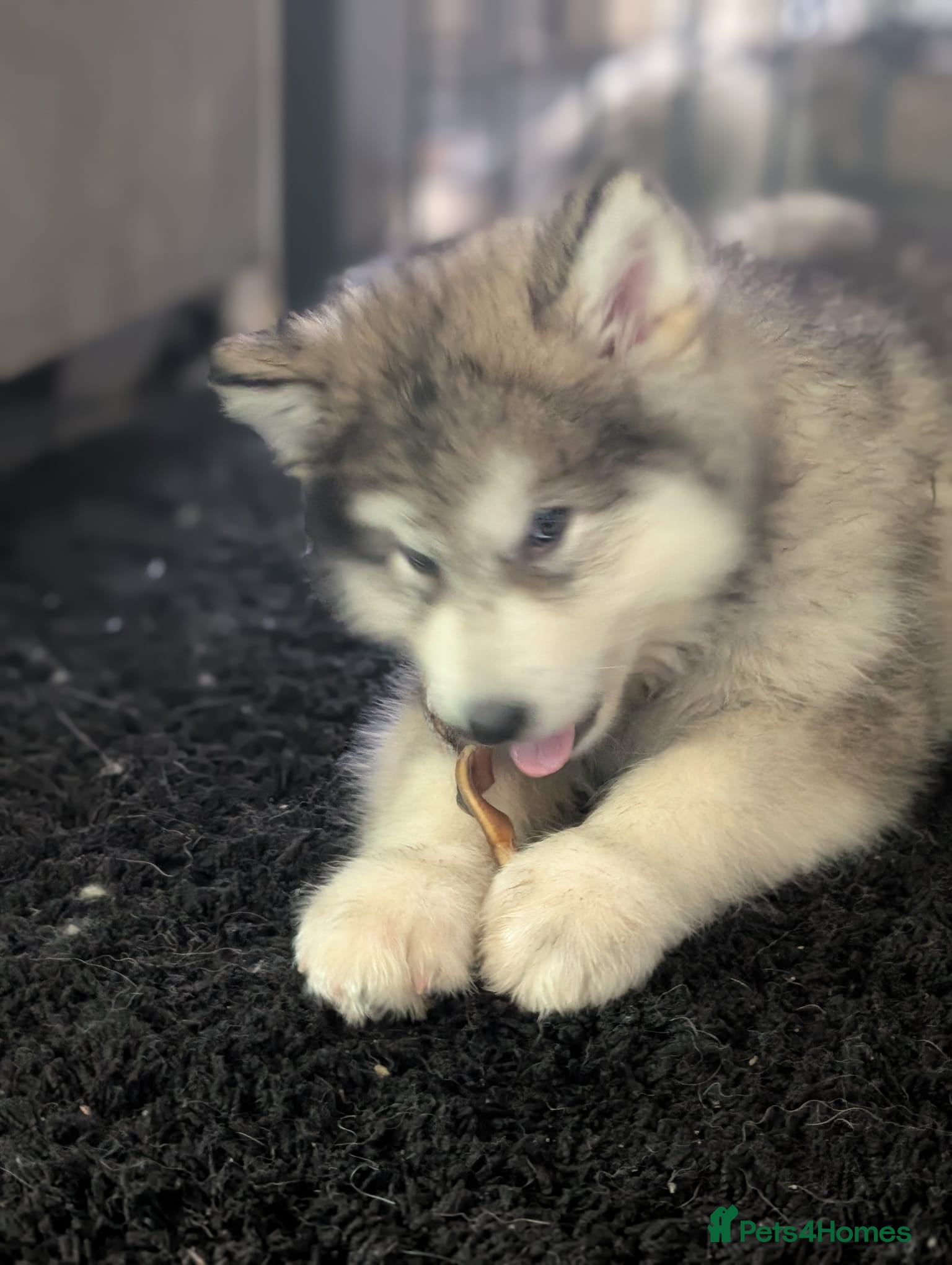 Alaskan Malamute dogs 1 left Ready Now KC Alaskan malamute puppies - Advert 6