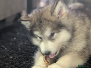 Alaskan Malamute dogs 1 left Ready Now KC Alaskan malamute puppies - Advert 6
