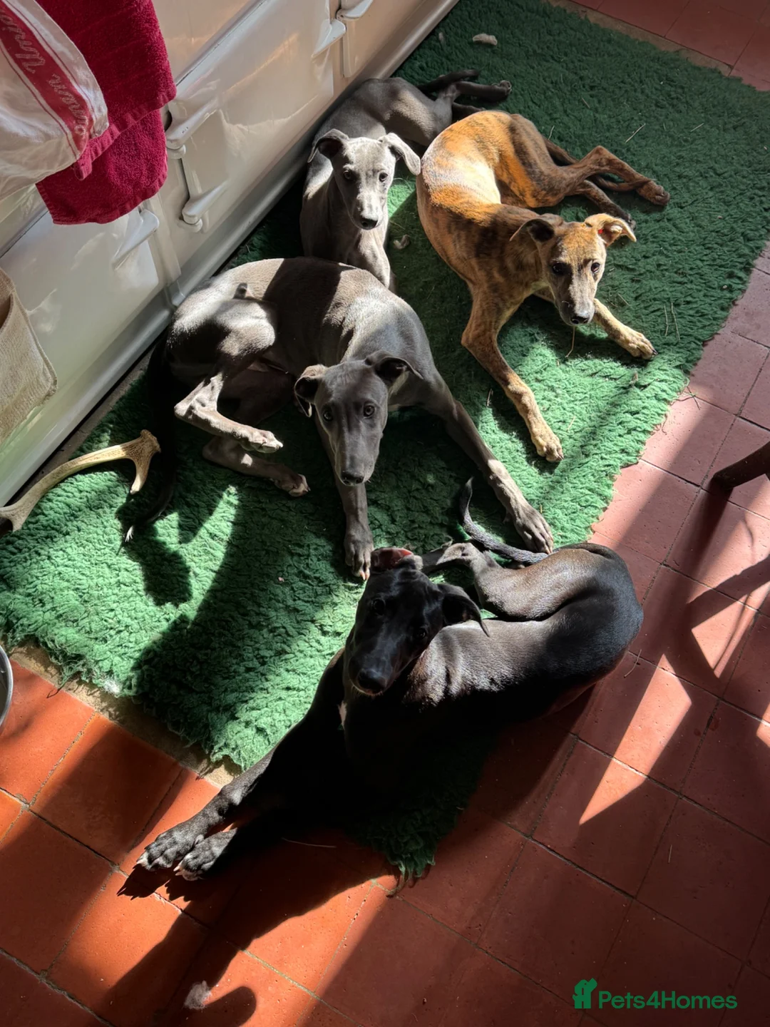 Whippet dogs for sale: Gorgeous family dogs looking for loving homes  - Advert 2