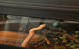 Boa Snake reptiles for sale: 3 year old F boa. Mixed morph/Guyanese red tail - Image 2